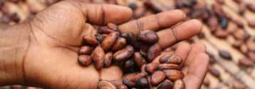 Historyczny rekord ceny kakao