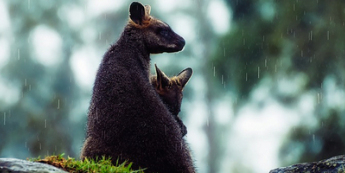 Diabelska przecena dolara australijskiego