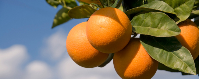 Źródło: limoneira.com Źródło: limoneira.com